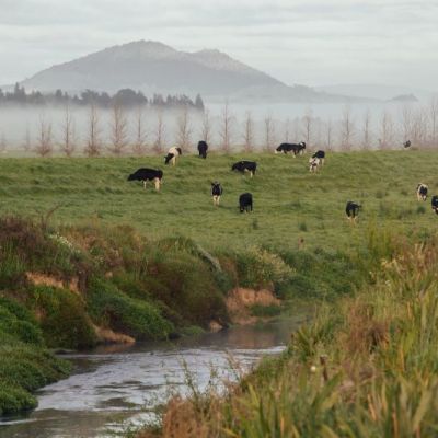 Living Water Wairua.jpg